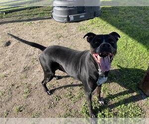 Boxer-Unknown Mix Dogs for adoption in Corpus Christi, TX, USA