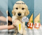 Small Photo #2 Golden Retriever Puppy For Sale in BOILING SPGS, SC, USA