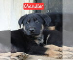 Small #1 Shepradors