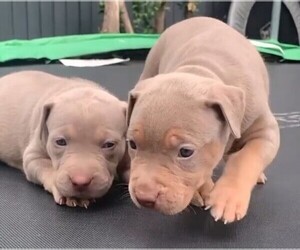 American Bully Puppy for sale in London, Greater London (England), United Kingdom