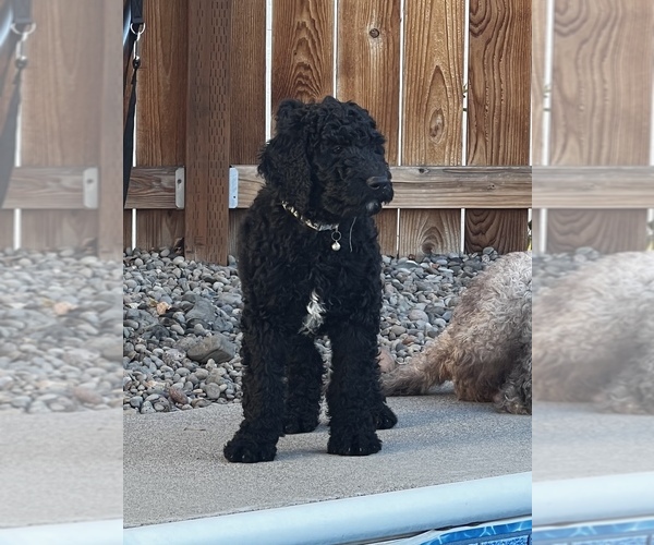 Medium Photo #1 Goldendoodle Puppy For Sale in CULVER, OR, USA