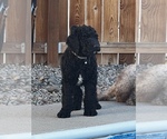Small Photo #1 Goldendoodle Puppy For Sale in CULVER, OR, USA