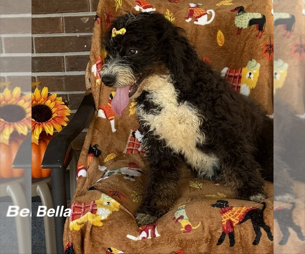 Medium Photo #5 Bernedoodle (Miniature) Puppy For Sale in KINGSPORT, TN, USA