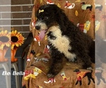 Litter of 5 - Female Bernedoodle (Miniature)Litter of Puppies for Sale - Photo #5