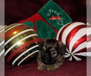 Brussels Griffon Puppy for sale in CASSVILLE, MO, USA