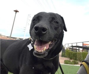 Labrador Retriever-Unknown Mix Dogs for adoption in phoenix, AZ, USA