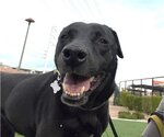 Small Photo #1 Labrador Retriever-Unknown Mix Puppy For Sale in phoenix, AZ, USA