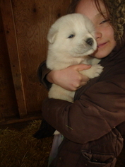 Great Pyrenees Puppy for sale in STITES, ID, USA