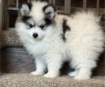 Small Photo #2 Pomsky Puppy For Sale in MCMINNVILLE, OR, USA