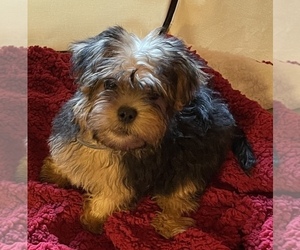 Morkie Puppy for sale in HADDAM, CT, USA