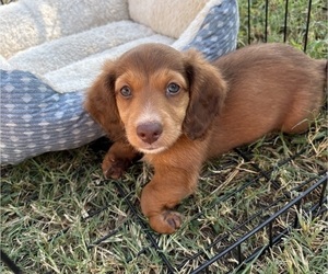 Dachshund Puppy for sale in LEDBETTER, TX, USA