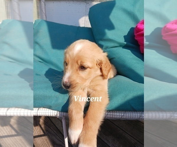 Medium Photo #20 English Cream Golden Retriever-Newfoundland Mix Puppy For Sale in SHEBOYGAN FALLS, WI, USA