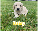Small #4 Goldendoodle