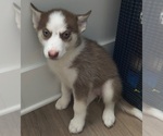 Puppy Dominio Pomsky