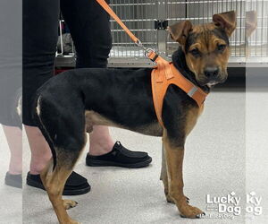 German Shepherd Dog-Unknown Mix Dogs for adoption in Washington, DC, USA