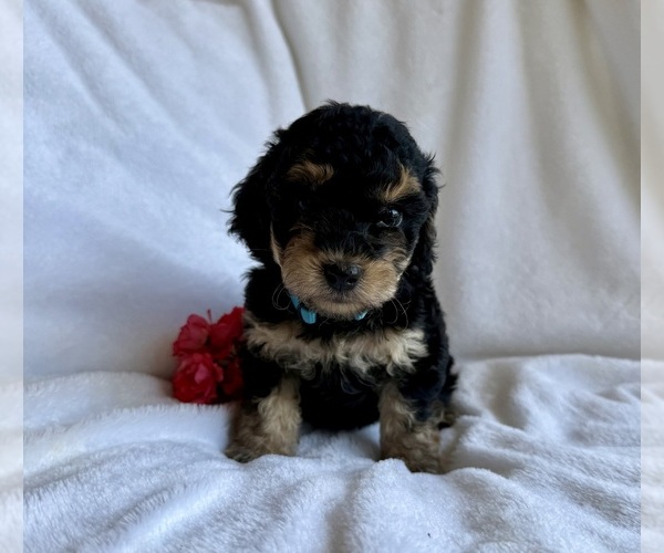 Medium Photo #2 Yorkipoo Puppy For Sale in MOCKSVILLE, NC, USA