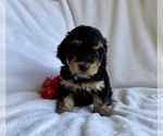 Small #1 Yorkipoo