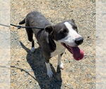 Small #9 Border Collie Mix