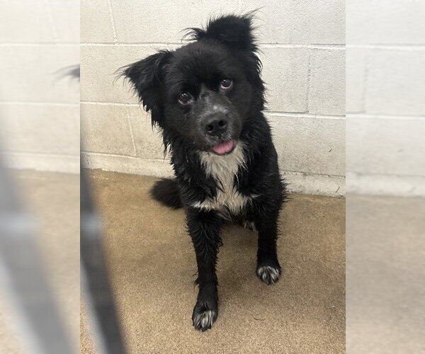 Medium Photo #1 Border Collie-Unknown Mix Puppy For Sale in San Bernardino, CA, USA