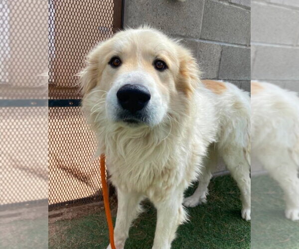 Medium Photo #1 Great Pyrenees-Unknown Mix Puppy For Sale in Lakewood, CO, USA