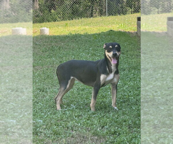 Medium Photo #1 Miniature Pinscher-Unknown Mix Puppy For Sale in Elmsford, NY, USA