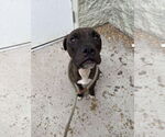 Small #7 American Pit Bull Terrier Mix