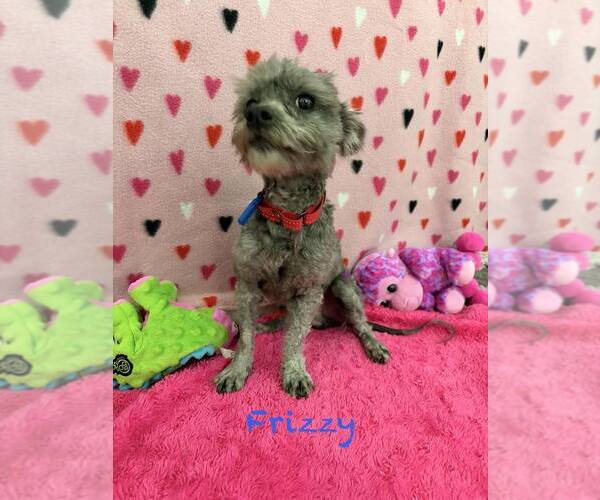 Medium Photo #1 Poodle (Toy)-Unknown Mix Puppy For Sale in Mukwonago, WI, USA