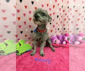Poodle (Toy)-Unknown Mix Dogs for adoption in Mukwonago, WI, USA