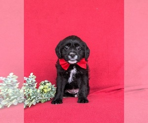 Jug-Poodle (Miniature) Mix Puppy for sale in LEOLA, PA, USA