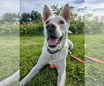 Small Photo #9 Gerberian Shepsky Puppy For Sale in Gloversville, NY, USA