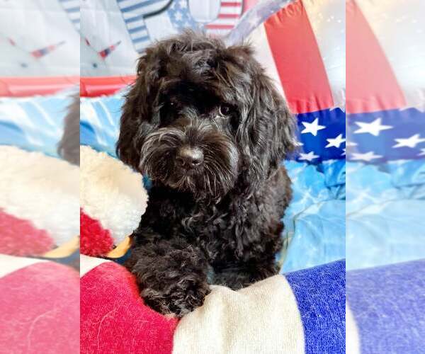 Medium Photo #2 Cocker Spaniel Puppy For Sale in Lee's Summit, MO, USA
