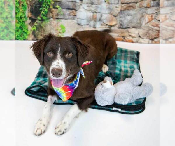 Medium Photo #3 Boykin Spaniel-English Springer Spaniel Mix Puppy For Sale in Kennesaw, GA, USA