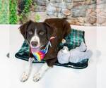 Small #2 Boykin Spaniel-English Springer Spaniel Mix