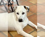 Small Photo #1 Huskies -Unknown Mix Puppy For Sale in Mesa, AZ, USA