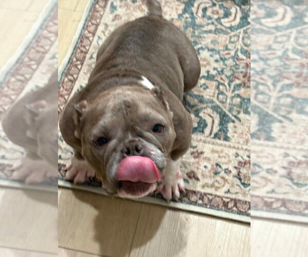 Medium Photo #8 French Bulldog Puppy For Sale in New York, NY, USA