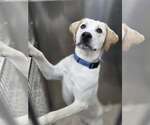 Small Photo #1 Mutt Puppy For Sale in Martinsburg, WV, USA