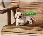 Small #3 Labrador Retriever