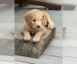 Puppy Pearl Goldendoodle