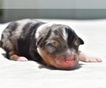 Small #2 Miniature Australian Shepherd