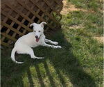 Small #5 Labrador Retriever Mix