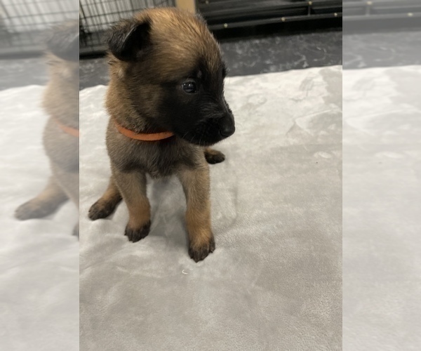 Medium Photo #67 Belgian Malinois Puppy For Sale in REESEVILLE, WI, USA