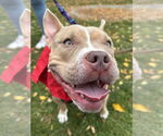 Small #8 American Pit Bull Terrier Mix