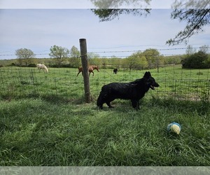 Father of the German Shepherd Dog puppies born on 08/09/2026