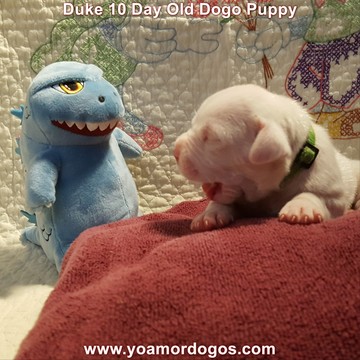 Medium Photo #26 Dogo Argentino Puppy For Sale in JANE, MO, USA