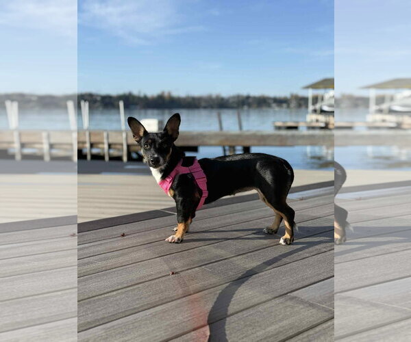 Medium Photo #4 Dachshund-Unknown Mix Puppy For Sale in Arlington, WA, USA