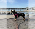 Small #3 Dachshund Mix