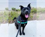 Small #2 German Shepherd Dog Mix