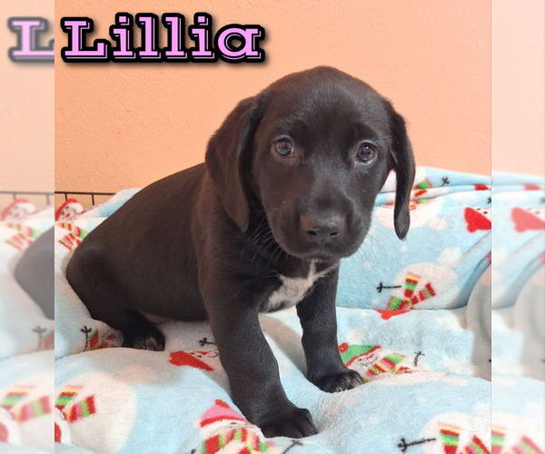 Medium Photo #1 Australian Shepherd-Unknown Mix Puppy For Sale in House Springs, MO, USA