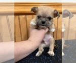 Small Photo #13 ShiChi Puppy For Sale in SAINT AUGUSTINE, FL, USA