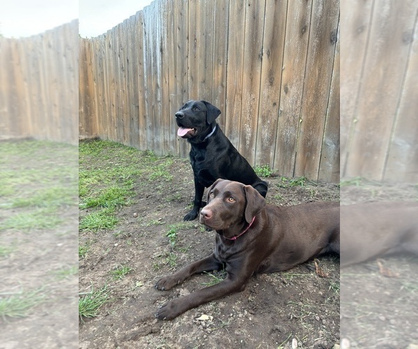Medium Photo #1 Labrador Retriever Puppy For Sale in LEMON GROVE, CA, USA